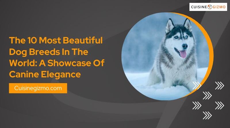 The 10 Most Beautiful Dog Breeds in the World: A Showcase of Canine Elegance