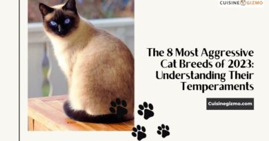 The 8 Most Aggressive Cat Breeds of 2023: Understanding Their Temperaments