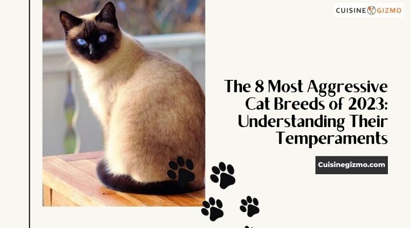 The 8 Most Aggressive Cat Breeds of 2023: Understanding Their Temperaments