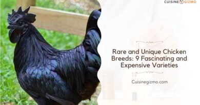 Rare and Unique Chicken Breeds: 9 Fascinating and Expensive Varieties