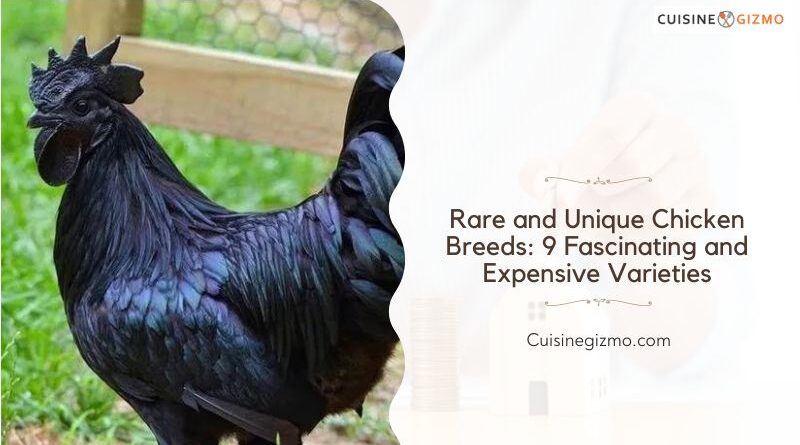 Rare and Unique Chicken Breeds: 9 Fascinating and Expensive Varieties