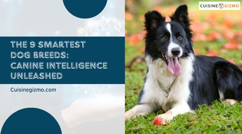 The 9 Smartest Dog Breeds: Canine Intelligence Unleashed