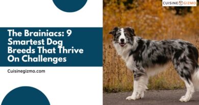 The Brainiacs: 9 Smartest Dog Breeds That Thrive on Challenges