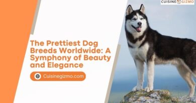 The Prettiest Dog Breeds Worldwide: A Symphony of Beauty and Elegance