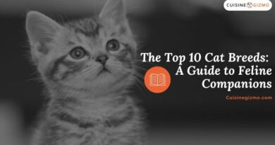 The Top 10 Cat Breeds: A Guide to Feline Companions