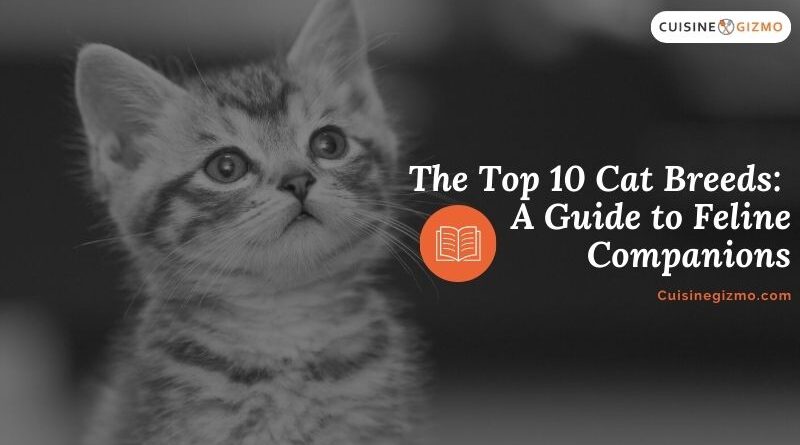 The Top 10 Cat Breeds: A Guide to Feline Companions