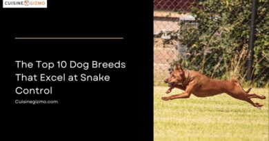 The Top 10 Dog Breeds That Excel at Snake Control