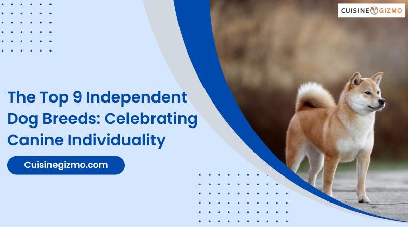 The Top 9 Independent Dog Breeds: Celebrating Canine Individuality