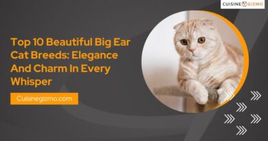 Top 10 Beautiful Big Ear Cat Breeds: Elegance and Charm in Every Whisper
