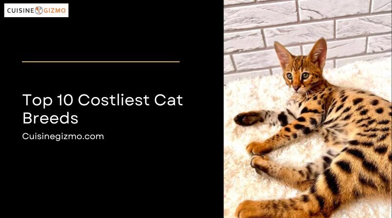 Top 10 Costliest Cat Breeds