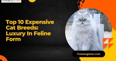 Top 10 Expensive Cat Breeds: Luxury in Feline Form
