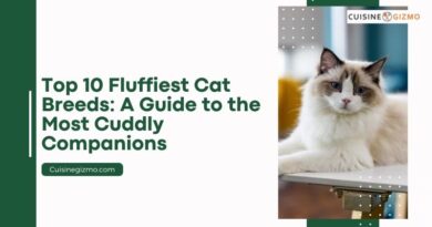 Top 10 Fluffiest Cat Breeds: A Guide to the Most Cuddly Companions