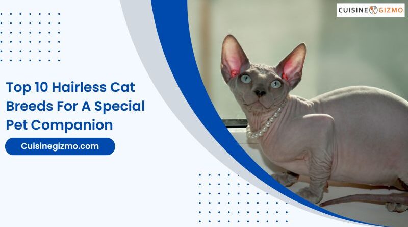 Top 10 Hairless Cat Breeds for a Special Pet Companion