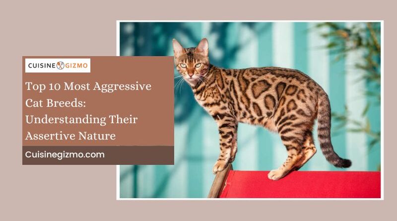Top 10 Most Aggressive Cat Breeds: Understanding Their Assertive Nature