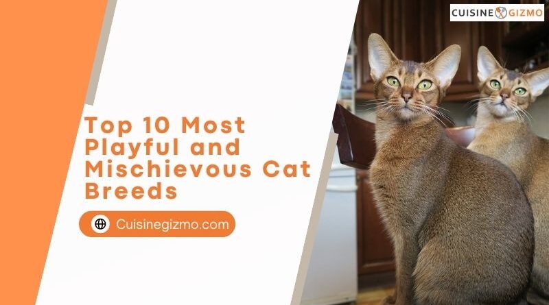 Top 10 Most Playful and Mischievous Cat Breeds