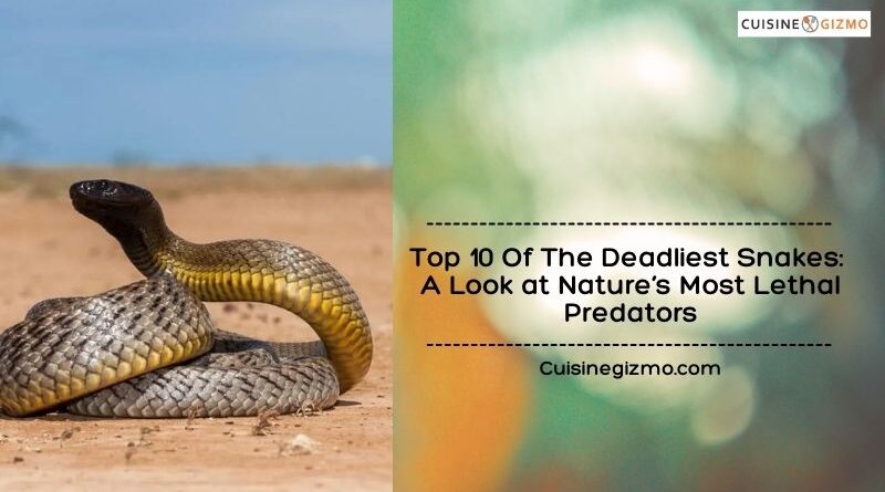 Top 10 of the Deadliest Snakes: A Look at Nature’s Most Lethal Predators