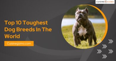 Top 10 Toughest Dog Breeds in the World