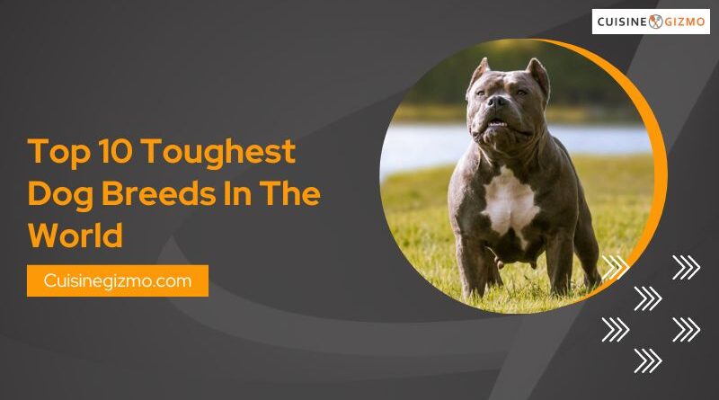 Top 10 Toughest Dog Breeds in the World
