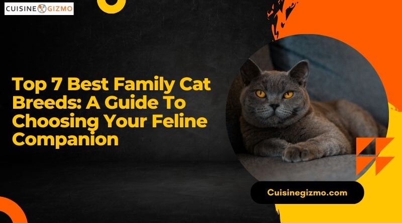 Top 7 Best Family Cat Breeds: A Guide to Choosing Your Feline Companion