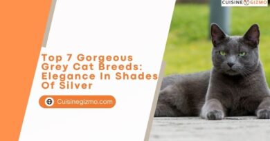 Top 7 Gorgeous Grey Cat Breeds: Elegance in Shades of Silver