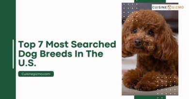 Top 7 Most Searched Dog Breeds in the U.S.