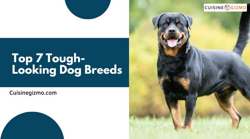 Top 7 Tough-Looking Dog Breeds