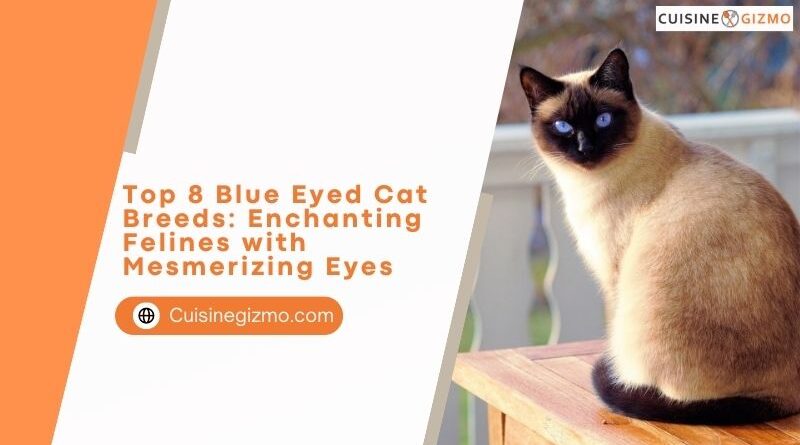 Top 8 Blue Eyed Cat Breeds: Enchanting Felines with Mesmerizing Eyes
