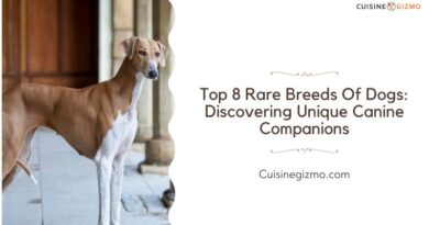 Top 8 Rare Breeds of Dogs: Discovering Unique Canine Companions