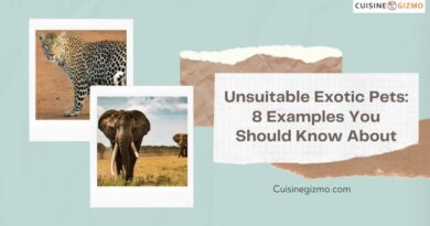 Unsuitable Exotic Pets: 8 Examples You Should Know About