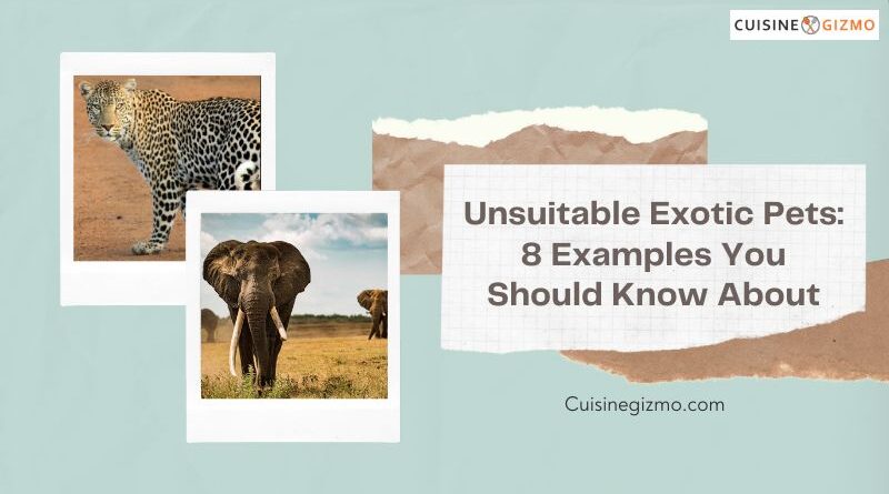 Unsuitable Exotic Pets: 8 Examples You Should Know About