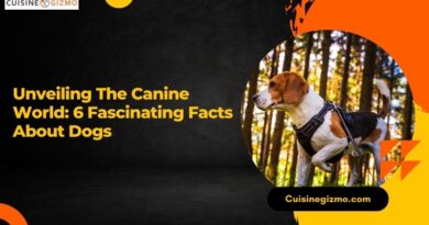 Unveiling the Canine World: 6 Fascinating Facts About Dogs