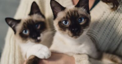 7 Mysteriously Beautiful Siamese Cats And Kittens (1)