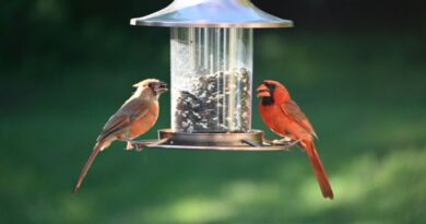 Bird Feeders For Hummingbirds