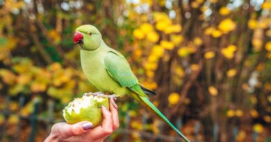 The Top 7 Green Parrots For Pet Owners