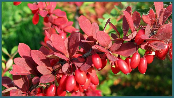Barberry