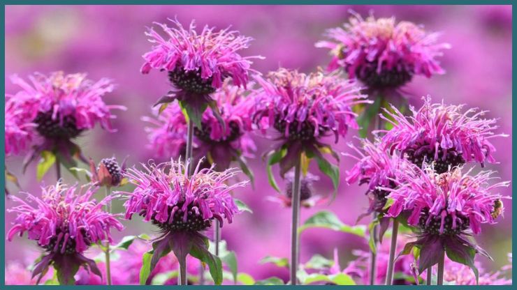 Bee Balm
