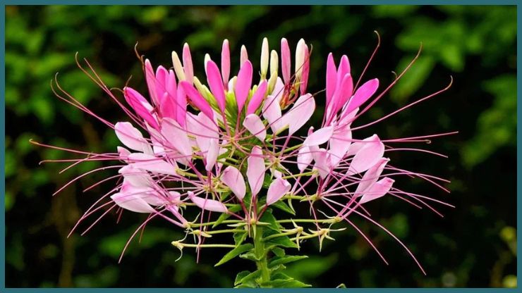 Cleome
