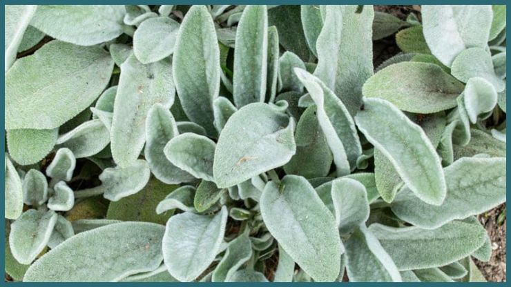 Lambs Ear
