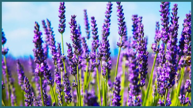 Lavender