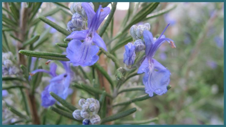 Rosemary