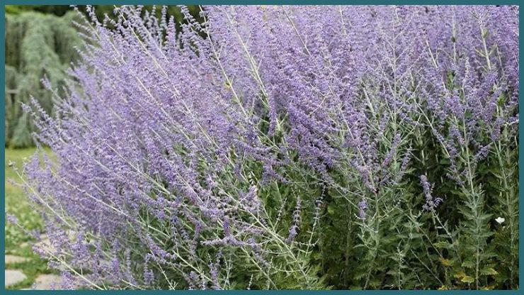 Russian Sage