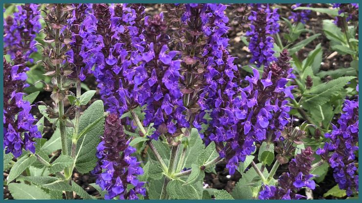 Salvia