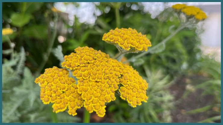 Yarrow