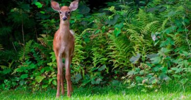 Deer-Resistant Shrubs